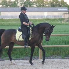 DSP Klintens Czarina