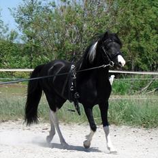 Pinto Piilgaardens Lamborghini <3 * HINGST *
