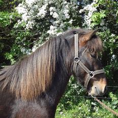 Islænder Magnús fra Töftum