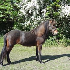 Islænder Magnús fra Töftum