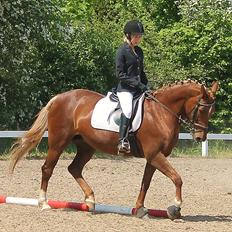 Tysk Sportspony Sillemoes Nikita 110