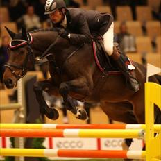 Dansk Varmblod Bøgelys Laterit