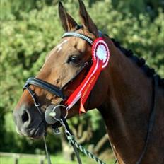 Dansk Varmblod Bøgelys Laterit