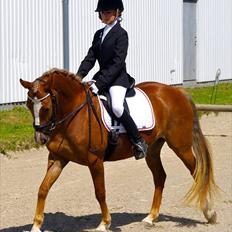 New Forest Firfod Flittiglize