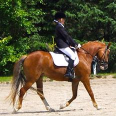 New Forest Firfod Flittiglize