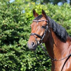 Tysk Sportspony Arking Jump.  - Bullerhesten.