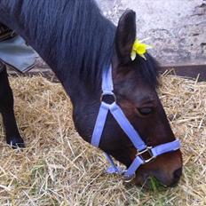 Connemara Tobæks Isabella <3