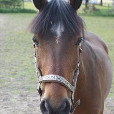 Irsk Sportspony Carlton Flight [Himmelhest]