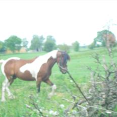 Pinto Mosegårdens Eddieson Fox (Baby)