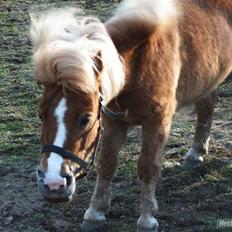 Shetlænder ~ Solsikkens Bastian ~