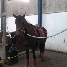 Dansk Varmblod Lærkegaardens Lazette