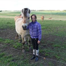 Fjordhest Laust | Mindreng |