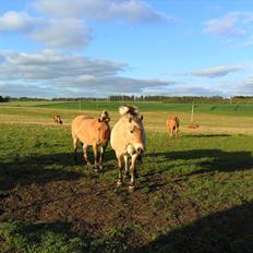 Fjordhest Laust | Mindreng |