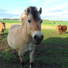 Fjordhest Laust | Mindreng |