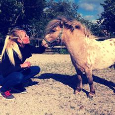 Miniature Palmo -Solgt-