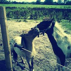 Miniature Palmo -Solgt-