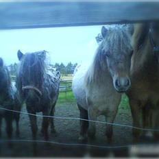 Miniature Palmo -Solgt-