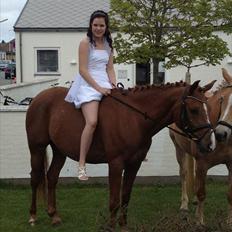 Arabisk fuldblod (OX) GKV`S Cassanova <3 