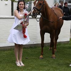 Arabisk fuldblod (OX) GKV`S Cassanova <3 