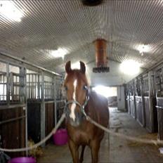 Arabisk fuldblod (OX) GKV`S Cassanova <3 