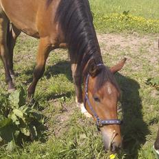 Pinto Skovlyst's Cassius