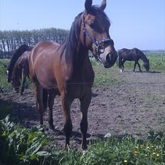 Pinto Skovlyst's Cassius