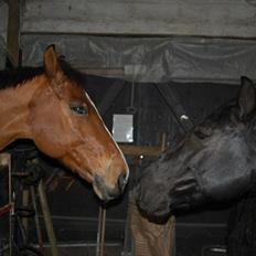 Anden særlig race Bob <3 (R.I.P :'( <3)