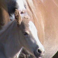 Haflinger Wicaos Dalsgaard