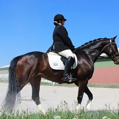 Hannoveraner Legend Crusador