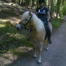 Haflinger Wictoria Sandagergaard (Solgt)