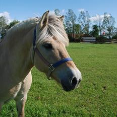 Fjordhest Frederik 