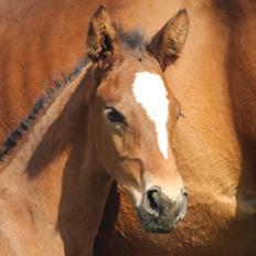 Dansk Varmblod Skovly's Waterloo