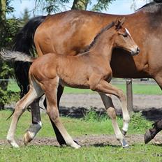 Dansk Varmblod Skovly's Waterloo