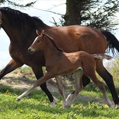 Dansk Varmblod Skovly's Waterloo