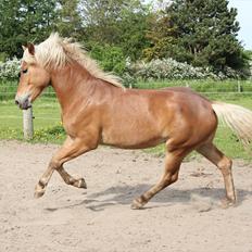 Anden særlig race Pennylane