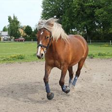 Anden særlig race ***Penelope***