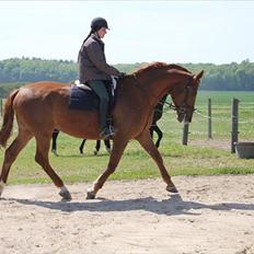Dansk Varmblod Skovlunds Marbella