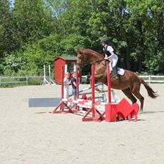 Dansk Varmblod Skovlunds Marbella