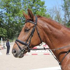 Dansk Varmblod Skovlunds Marbella