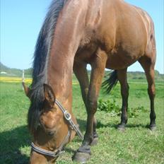 Dansk Varmblod Stenkærgårds Tresor