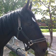 Dansk Varmblod Sazkibard S *My Soulmate*