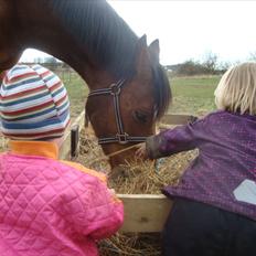 Dansk Varmblod Stenkærgårds Tresor