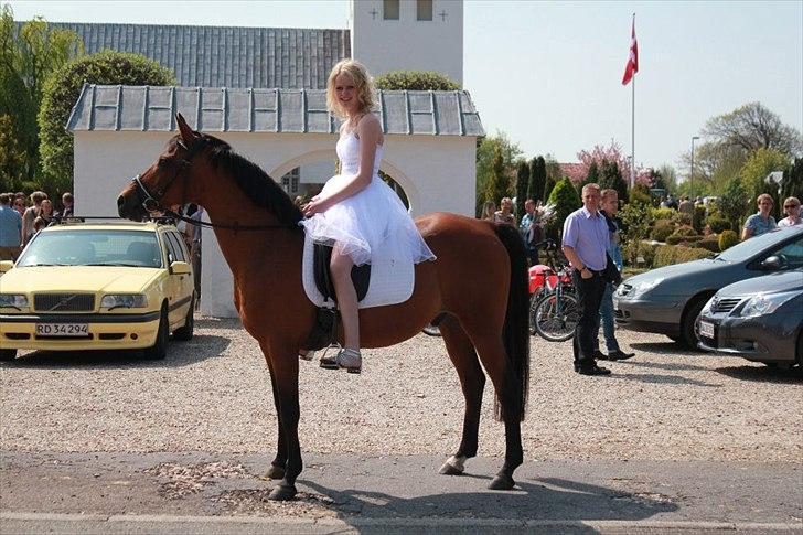 Arabisk fuldblod (OX) Sarajev Fox - Konfirmation den. 20 Maj 2012 billede 9