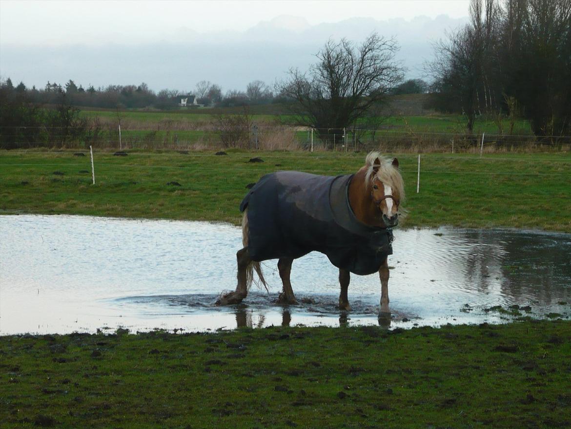 Haflinger Fiona solgt billede 4