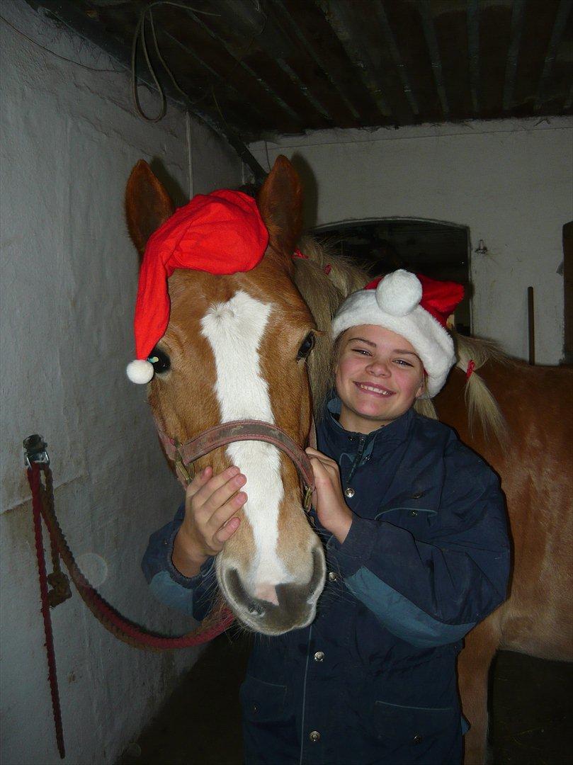 Haflinger Fiona solgt billede 5