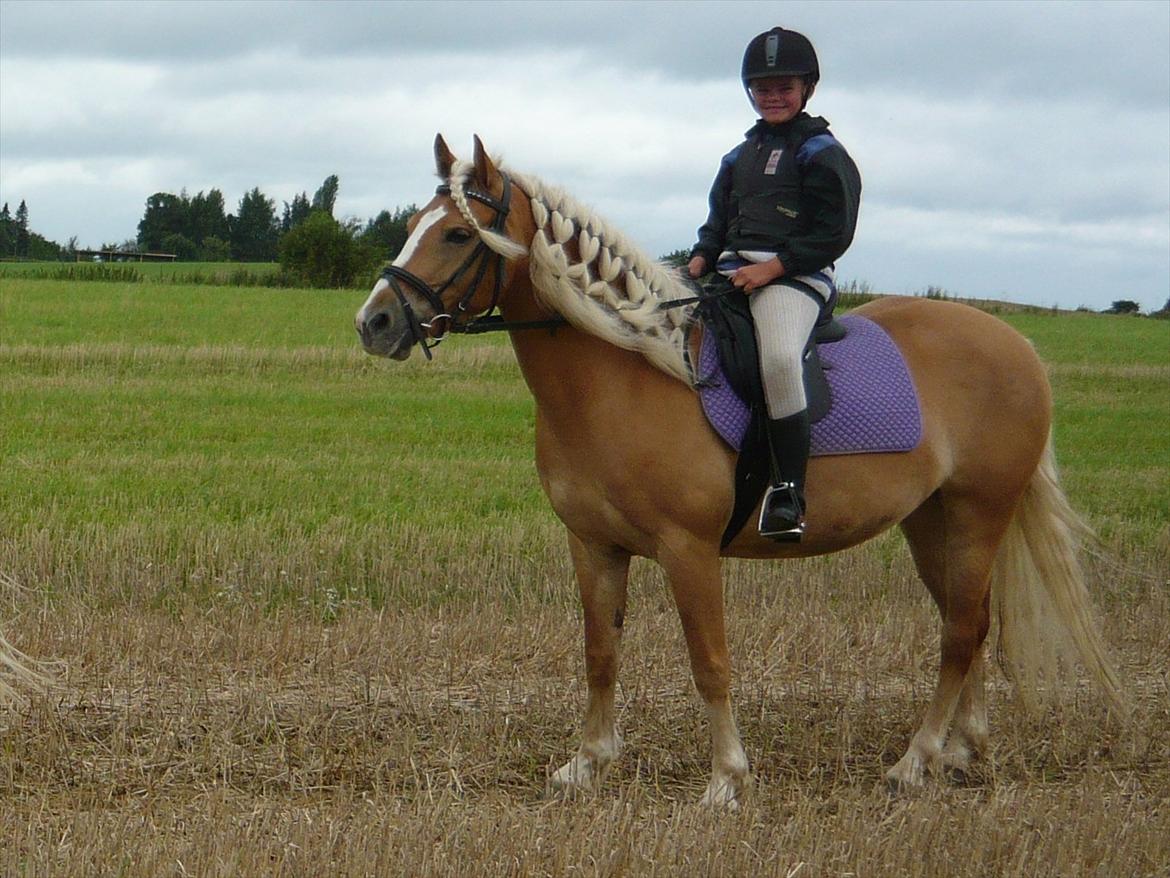 Haflinger Fiona solgt billede 3