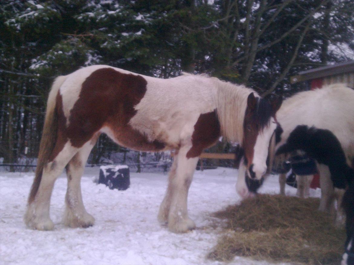 Irish Cob Bundolo's Zaphira - Jul 2010 billede 9