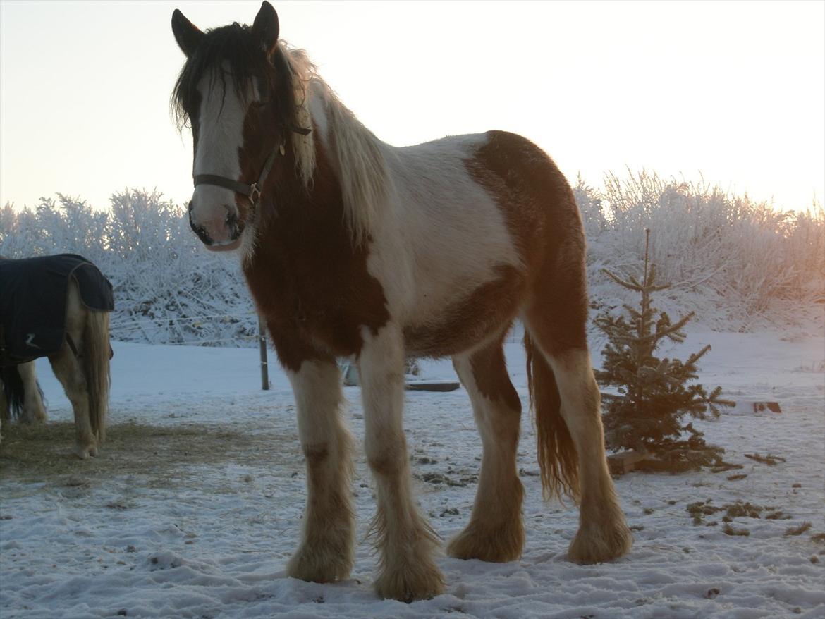 Irish Cob Bundolo's Zaphira billede 10
