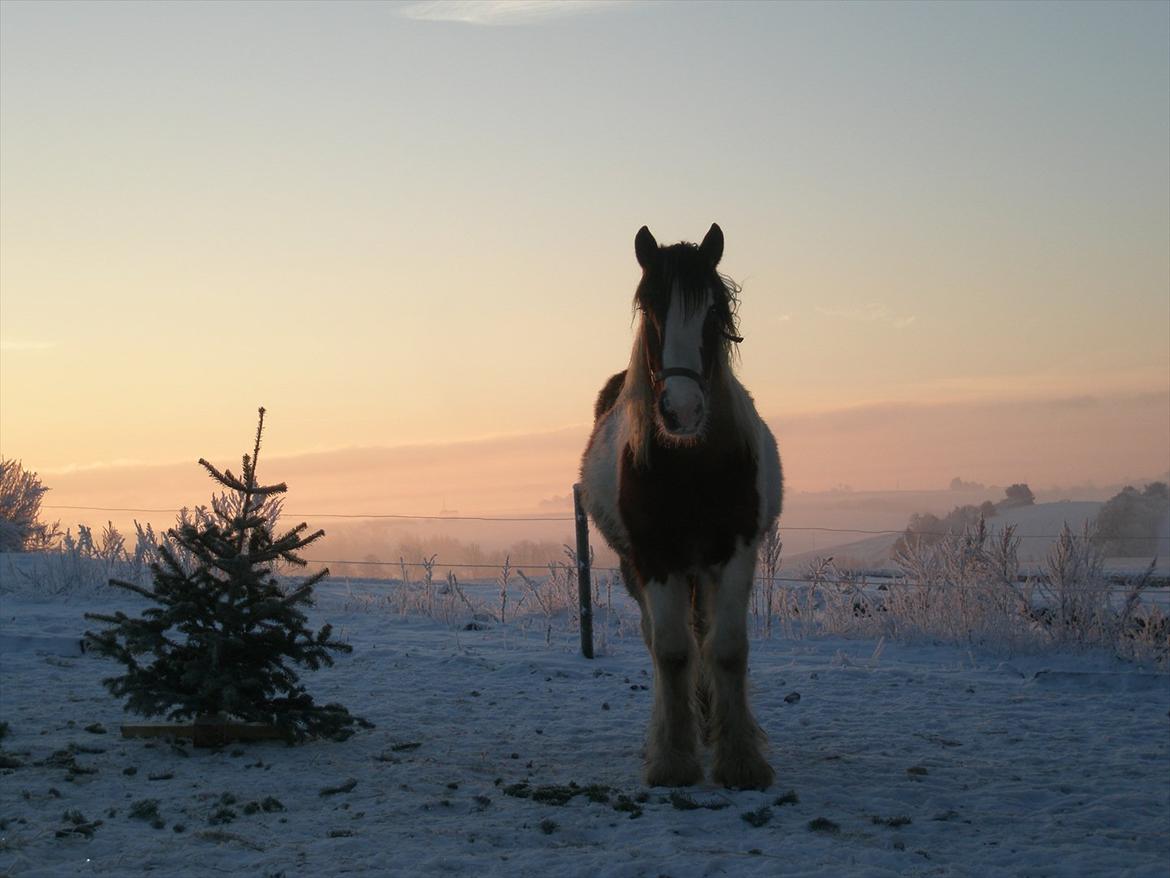 Irish Cob Bundolo's Zaphira - Juleaften 2010 billede 11