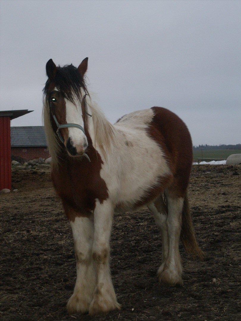 Irish Cob Bundolo's Zaphira - vinter 10/11 billede 12